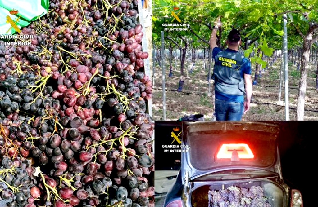 La Guardia Civil recupera cerca de dos toneladas de uva robadas en fincas del Bajo Guadalentn
